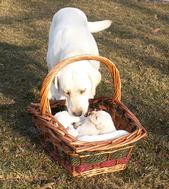 2013 Counting Puppies in basket